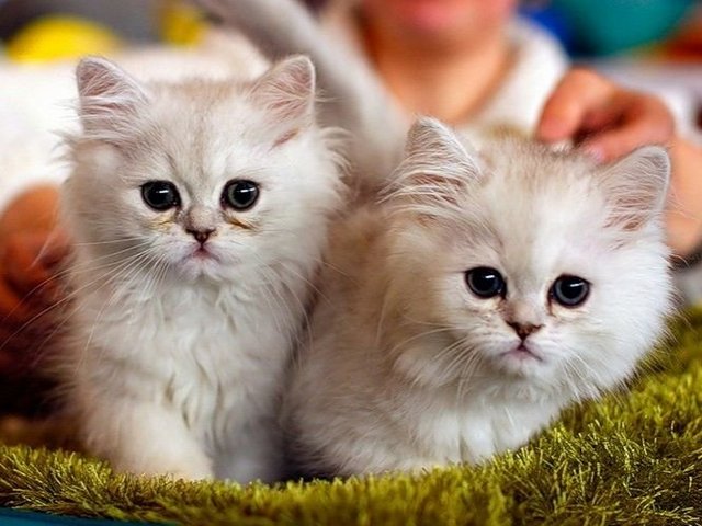 Породы кошек в Новотитаровской | ЗооТом портал о животных